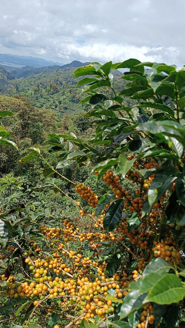 Nicaragua Yellow Catuai - 8oz