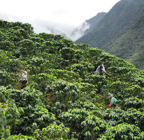 Coffee Growers Harvesting Beans